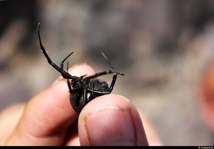 Spiderii otrăviți din Kazahstan, știri despre fotografii