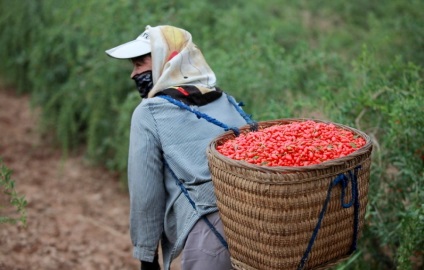 Goji fructe de padure, ceea ce este aceasta, cum să se facă distincția de dulciuri