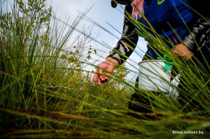 Industria de fructe de pădure pe măsură ce câștigi bani pe afine