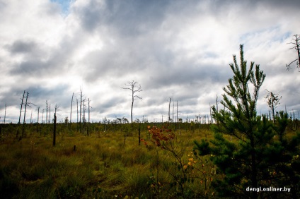 Industria de fructe de pădure pe măsură ce câștigi bani pe afine