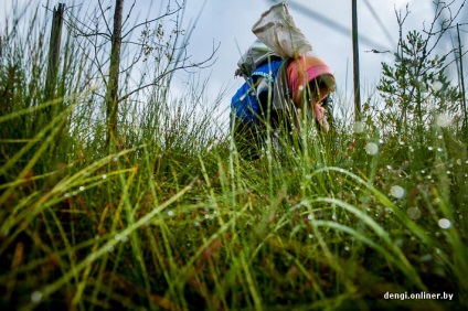 Industria de fructe de pădure pe măsură ce câștigi bani pe afine