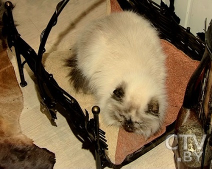 Janina Melnikova, stăpână de opt pisici de pisică, dormește cu noi în pat, televiziune metropolitană