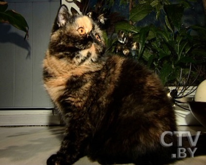 Janina Melnikova, nyolc macska macska úrnője alszik velünk az ágyban, a nagyvárosi televízióban