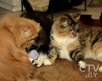 Janina Melnikova, nyolc macska macska úrnője alszik velünk az ágyban, a nagyvárosi televízióban