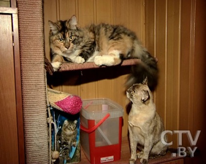 Janina Melnikova, stăpână de opt pisici de pisică, dormește cu noi în pat, televiziune metropolitană