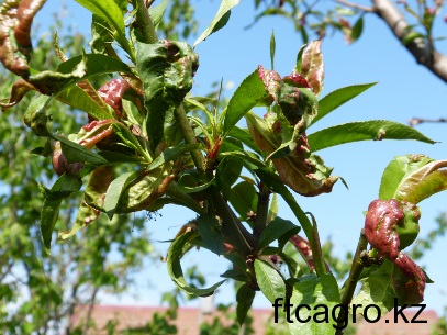 Protejarea piersicii de dăunători și boli, îngrijirea unei grădini de fructe