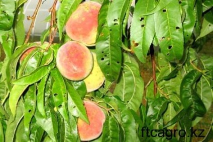 Protejarea piersicii de dăunători și boli, îngrijirea unei grădini de fructe