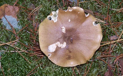 Zelenushka - tricholoma equestre - ciuperci de fier