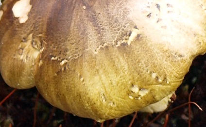 Zelenushka - tricholoma equestre - ciuperci de fier