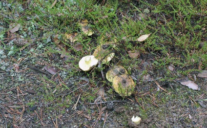 Zelenushka - tricholoma equestre - ciuperci de fier