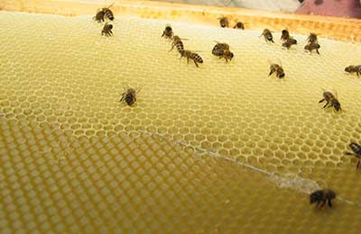 Jurnal de apicultură - înlocuirea fagurilor de miere