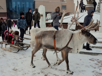 Iarna în pește Yakutsk, cerb, permafrost și diamante