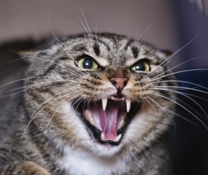 Pisică furioasă
