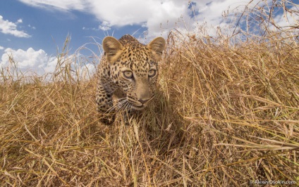 10 Interesante despre leoparzi, proaspăt - cele mai bune din Runet pentru o zi!