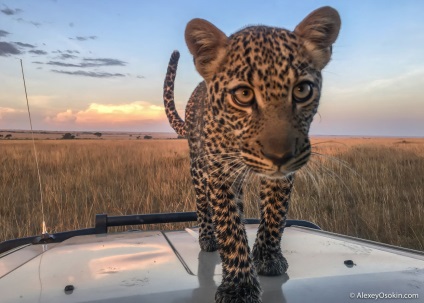 10 Interesante despre leoparzi, proaspăt - cele mai bune din Runet pentru o zi!