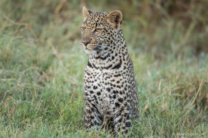 10 Interesante despre leoparzi, proaspăt - cele mai bune din Runet pentru o zi!