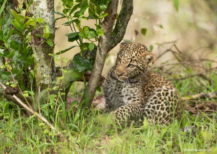 10 Interesante despre leoparzi, proaspăt - cele mai bune din Runet pentru o zi!