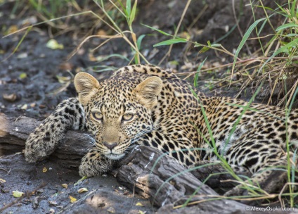 10 Interesante despre leoparzi, proaspăt - cele mai bune din Runet pentru o zi!