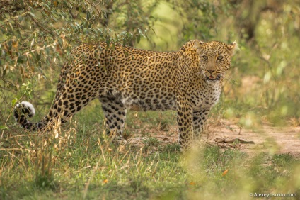 10 Érdekes tények a leopárdról, frissen - a Runet legjobbja a nap!