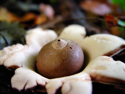 10 Ciupercile cele mai neobișnuite - știința goală