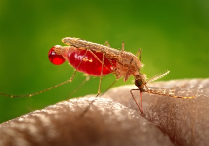 10 Cele mai periculoase insecte din lume, cele mai periculoase insecte de pe planetă, cele mai multe zece