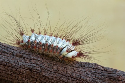 10 Cele mai periculoase insecte din lume, cele mai periculoase insecte de pe planetă, cele mai multe zece