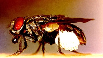 10 A legveszedelmesebb rovarok a világon fotó, minősítés a legveszélyesebb rovarok a bolygó, a tíz leginkább