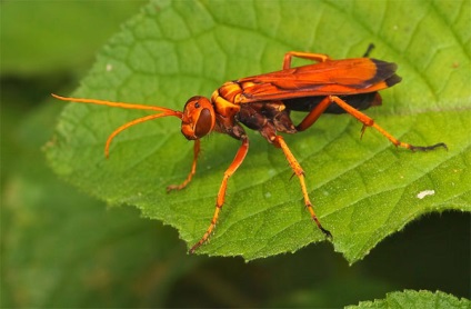 10 Cele mai periculoase insecte din lume, cele mai periculoase insecte de pe planetă, cele mai multe zece