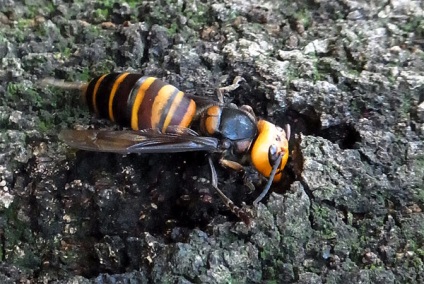 10 Cele mai periculoase insecte din lume, cele mai periculoase insecte de pe planetă, cele mai multe zece