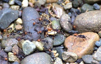 10 Cele mai periculoase insecte din lume, cele mai periculoase insecte de pe planetă, cele mai multe zece