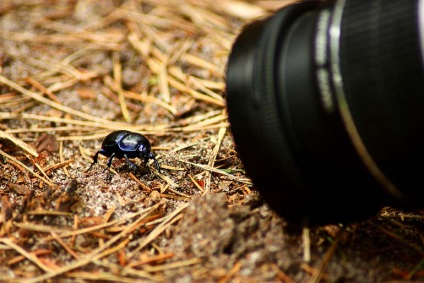 10 sfaturi pentru a îmbunătăți calitatea fotografiei macro - blogul depositphotos