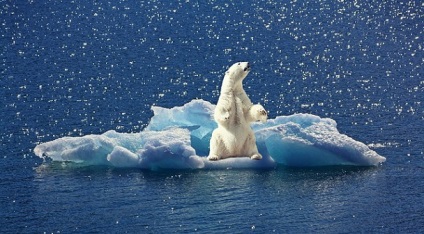 10 Fapte unice despre urșii polari