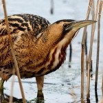 22 Érdekes tények a gyrfalconnal kapcsolatban