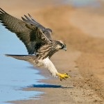 22 Interesante despre gyrfalcon