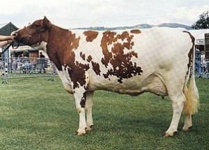 A-hypovitaminosis a tehenekben