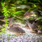 Pește de acvariu - Mollies, sfaturi privind păstrarea și hrănirea