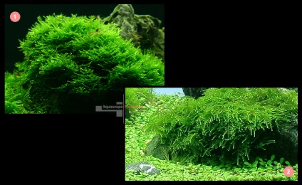 Moss de acvariu Moss Javanese