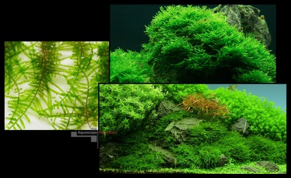 Moss de acvariu Moss Javanese