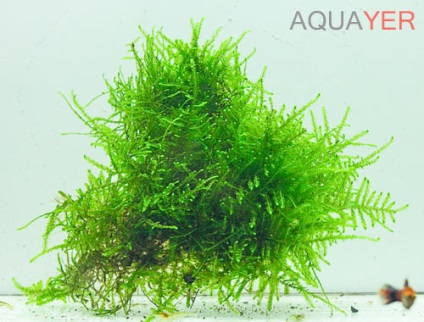 Moss de acvariu Moss Javanese