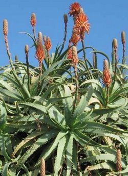 Aloe vera (Aloe)