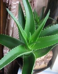 Aloe vera (Aloe)