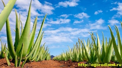 Aloe Vera