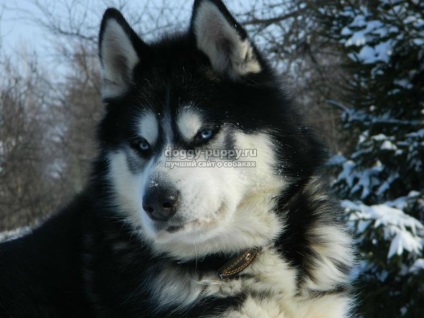 Descriere, fotografii și prețuri în Alaskan Malamute