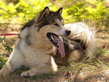 Descriere, fotografii și prețuri în Alaskan Malamute