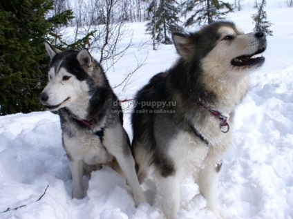 Descriere, fotografii și prețuri în Alaskan Malamute