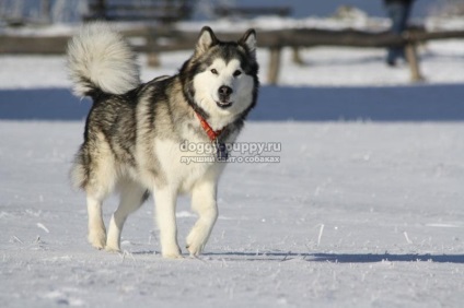 Descriere, fotografii și prețuri în Alaskan Malamute