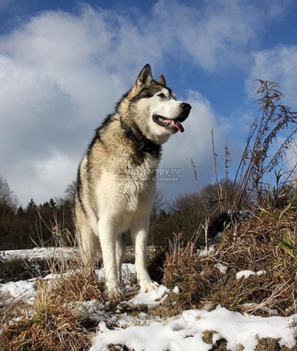 Descriere, fotografii și prețuri în Alaskan Malamute