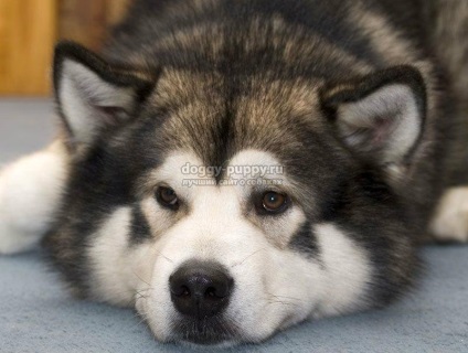 Descriere, fotografii și prețuri în Alaskan Malamute