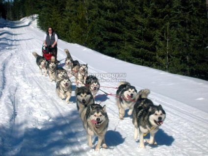 Descriere, fotografii și prețuri în Alaskan Malamute