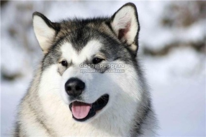 Descriere, fotografii și prețuri în Alaskan Malamute